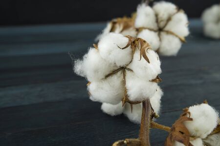 Raw cotton bolls growing on the bush on close up with copy space conceptual of an agricultural crop and raw materialの写真素材