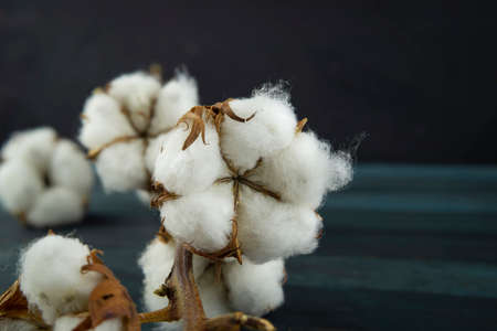 Natural cotton bolls with a branch on close up with copy space conceptual of an agricultural crop and raw materialの写真素材