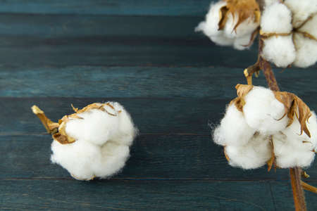 Raw cotton bolls growing on the bush on close up with copy space conceptual of an agricultural crop and raw materialの写真素材