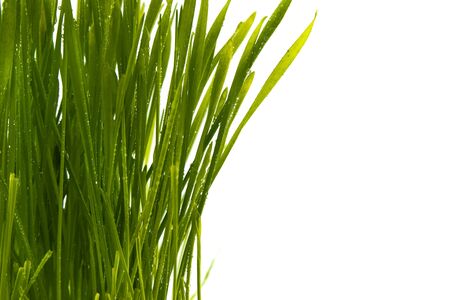 Blades of fresh green spring grass with raindrops or dew drops glistening on the leaves against a white backgroundの写真素材