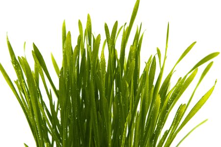 Blades of fresh green spring grass with raindrops or dew drops glistening on the leaves against a white backgroundの写真素材