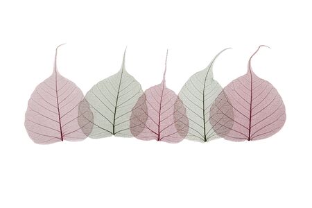 A border of colored transparent skeleton leaves on a white background. Top view, flat lay, bannerの写真素材