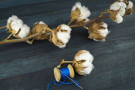 Raw cotton bolls growing on the bush and reel of bright blue yarn on close up with copy space conceptual of an agricultural crop and raw materialの写真素材
