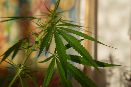 Close up on two fresh green marijuana leaves growing outdoors casting a shadow onto a white wall behind with copy spaceの写真素材