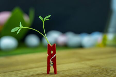Fresh green shoot in a red clothes peg symbolic of new plant growth in spring standing upright on a wooden table with copy spaceの写真素材