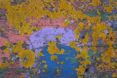 Colorful yellow lichen growing on painted green and blue old weathered wood with peeling paint in a close up full frame background textureの写真素材