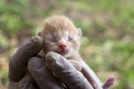 Person holding a tiny ginger kitten with closed eyes in gloved hands outdoors in close upの写真素材