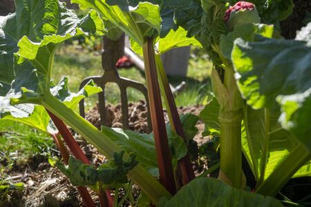 Rhubarb plants growing in an agricultural field in close up on the green leaves and characteristic red stem in springの写真素材
