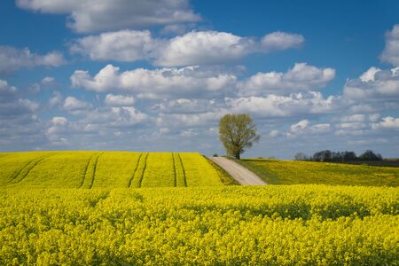 Flowering field of bright yellow rapeseed, canola or colza with tyre tracks from a farm vehicle...