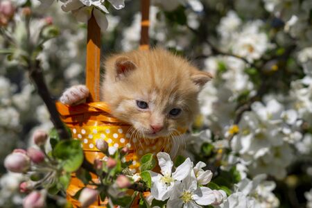 Little ginger kitten in a gift basket with orange ribbon with white polka dots outdoors in a spring garden amongst white flowersの写真素材