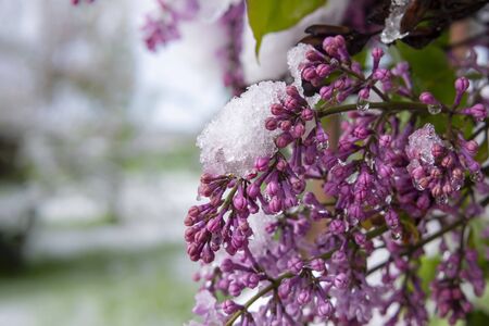 Unseasonable spring snowfall covering lilac buds and flowers on the bush in close up in a weather and seasons conceptの写真素材