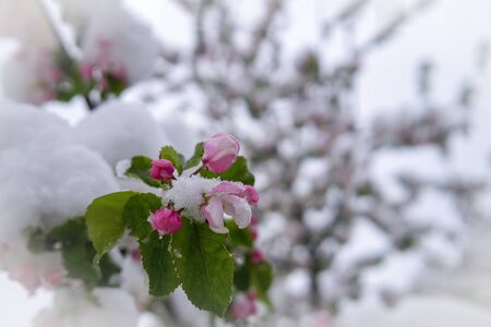 Spring snow covering fresh pink apple tree blossoms on the tree in unseasonable weather in a close up view in a garden settingの写真素材