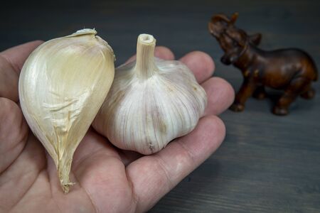 Elephant garlic (Allium ampeloprasum) clove and regular garlic bulb on the palm of handの写真素材