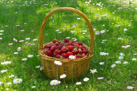 Rustic wicker basket with juicy ripe strawberries in a green meadow with flowering white daisies in spring in a side viewの写真素材