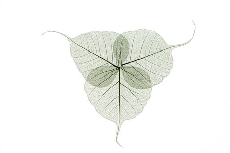 Colorful skeleton leaves flower composition isolated on white backgroundの写真素材