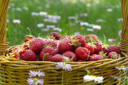 Basket full of luscious ripe red strawberries with stems in close up over a green spring meadow backgroundの写真素材