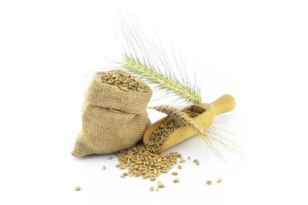 Wheat still life with fresh seeds spilling from a rustic hessian sack and wooden scoop onto a white background with golden ears of grain and copy spaceの写真素材