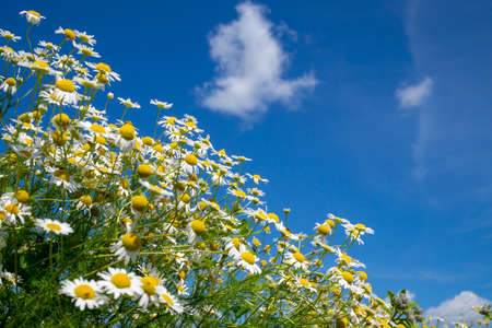 Low angle view of a bush of flowering white daisies outdoors against a blue sunny sky with feathery white clouds in springの写真素材