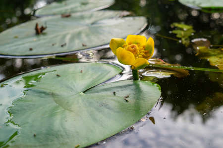 Yellow water lily with large green pad or floating leaf in a tranquil lake or pond with reflections in close upの写真素材