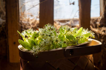Container filled with fresh picked linden flowers lit by daylight from a window in a room with cobwebs on the windowsの写真素材