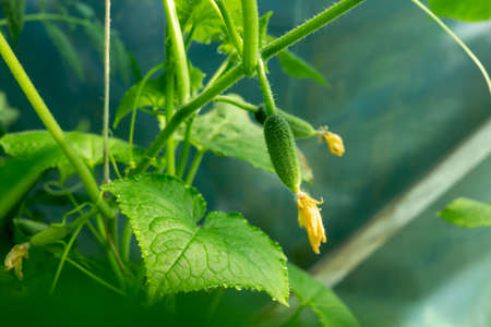 Blossoms attached to young cucumber on the plant outdoors in the vegetable gardenの写真素材