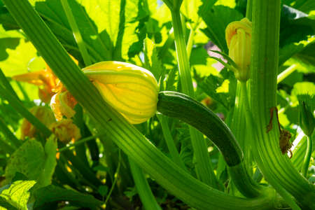 Edible zucchini or courgette flower on the plant in a close up ground level view outdoors in the gardenの写真素材