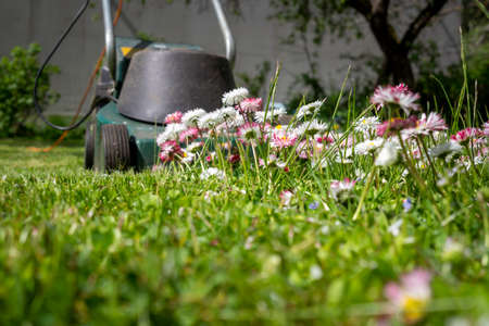 Dainty white and pink spring flowers in a green garden lawn with electric lawn mower at the end of the cluster in a low angle ground level view in a seasons and yard maintenance conceptの写真素材