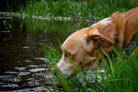 Cute dog drinking water from a pond or lake stretching its head down through the surrounding green plants in a close up profile portraitの写真素材
