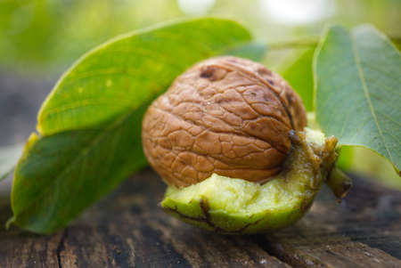 Fresh walnut in the shell with part of green husk attached and leaves outdoors in a concept of autumn harvestsの写真素材