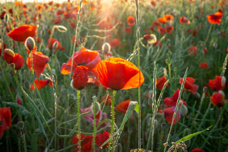 Red corn poppies in an agricultural field or meadow backlit at sunset with assorted wildflowers conceptual of springの写真素材