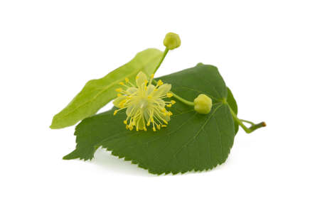 Fresh Linden or Tilia flowers and leaves isolated on white backgroundの写真素材