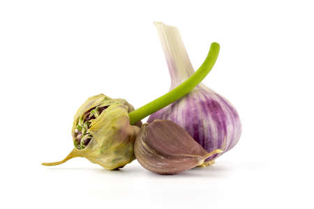 Garlic bulbs, cloves and seed head over white in a concept of planting, growing, and harvesting garlicの写真素材