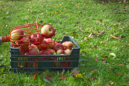 Fresh picked red apples in a basket outdoors during late summer or autumn conceptual of the seasonの写真素材