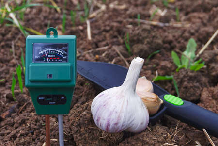 Concept of garlic autumn planting with agricultural meter to measure the moisture and pH content of the soil in a fieldの写真素材