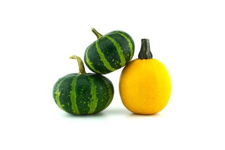 Colorful pumpkins and squashes isolated on white backgroundの写真素材