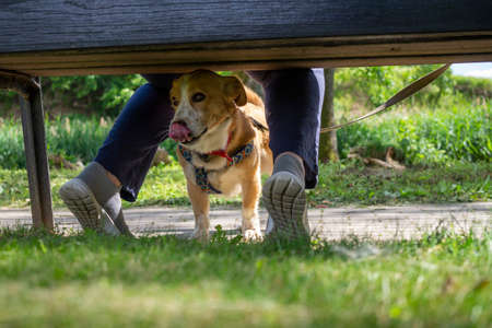 Little dog on a lead lying panting between the legs of its owners outdoors in a garden or park with selective focus at ground levelの写真素材