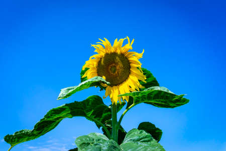 Yellow sunflowers, Helianthus, growing in an agricultural filed viewed low angle against a blue sky in summer with copy spaceの写真素材