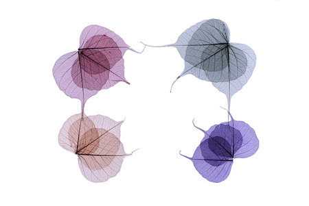 Artistic frame of colored skeleton leaves in shades of purple and blue arranged to the corners in a rectangle with central copyspace on whiteの写真素材