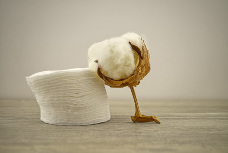 Raw cotton boll and stack of makeup remover pads. Concept of natural cotton productsの写真素材