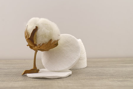 Natural cotton stem boll and stack of makeup remover facial cotton pads. Organic production conceptの写真素材