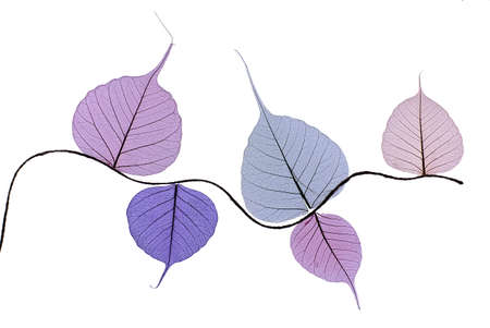 Colorful skeleton leaves flower composition isolated on white backgroundの写真素材