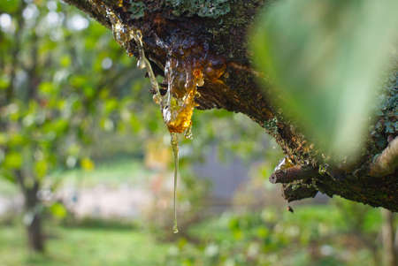 Sap or resin oozing from an injured tree branch with damaged missing bark in a woodland or garden setting in close upの写真素材