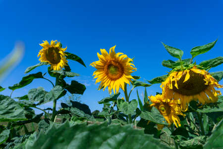 Yellow sunflowers, Helianthus, growing in an agricultural filed viewed low angle against a blue sky in summer with copy spaceの写真素材