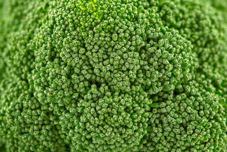 Close up of a head of fresh broccoli showing the healthy young green floretsの写真素材
