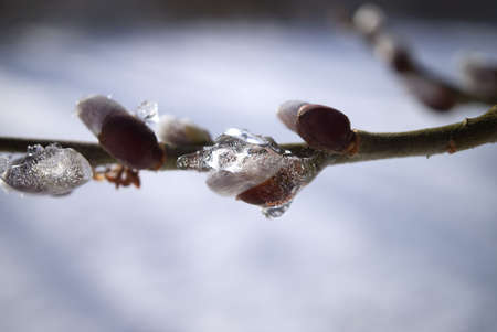 Fresh young buds of spring frozen in late winter ice after a snap of cold weather in a close up view in a concept of the changing of the seasonsの写真素材