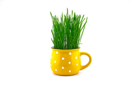 Wheat seedlings growing from yellow cup isolated on white backgroundの写真素材