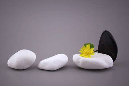 Black and white stones and yellow spring flower, spa still life with calm shades of gray with free copy space for textの写真素材