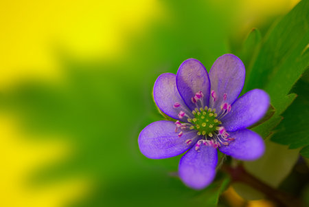 Blue Hepatica Nobilis in close-up, early blooming spring plants on yellow background with copy spaceの写真素材