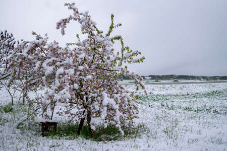 Unseasonable spring snow covering fresh pink apple tree blossoms on the tree in unseasonable weather...
