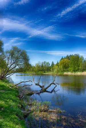 Old submerged tree in a tranquil river in spring with young green leaves on the trees and a sunny blue sky reflected in the waterの写真素材